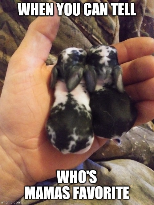 WE KNOW WHICH ONE IS THE RUNT | WHEN YOU CAN TELL; WHO'S MAMAS FAVORITE | image tagged in bunny,rabbit,bunnies,rabbits,baby | made w/ Imgflip meme maker