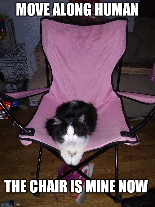 HE STOLE HER CHAIR | MOVE ALONG HUMAN; THE CHAIR IS MINE NOW | image tagged in cats,funny cats | made w/ Imgflip meme maker