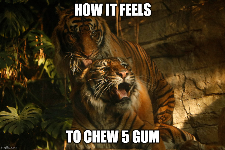 HOW IT FEELS; TO CHEW 5 GUM | made w/ Imgflip meme maker