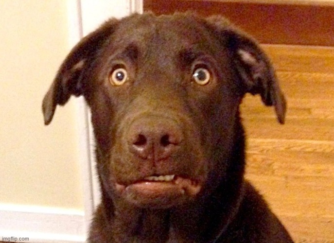 Can't Unsee Dog | image tagged in can't unsee dog | made w/ Imgflip meme maker