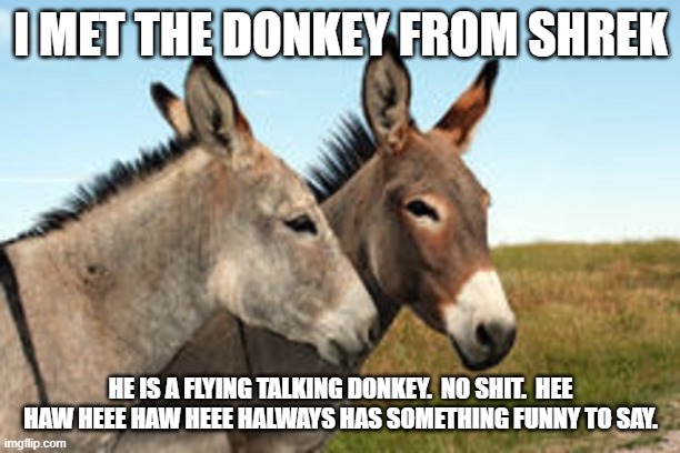 talking donkeys | I MET THE DONKEY FROM SHREK HE IS A FLYING TALKING DONKEY.  NO SHIT.  HEE HAW HEEE HAW HEEE HALWAYS HAS SOMETHING FUNNY TO SAY. | image tagged in talking donkeys | made w/ Imgflip meme maker