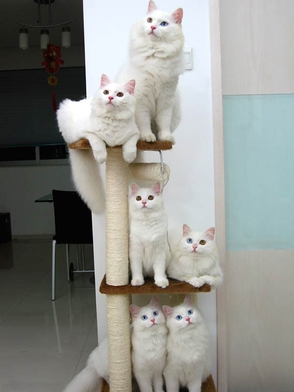 Family of white cats Blank Meme Template