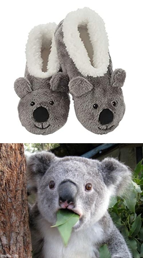 I watch too much TV | image tagged in memes,surprised koala,oh no,why must you hurt me in this way | made w/ Imgflip meme maker