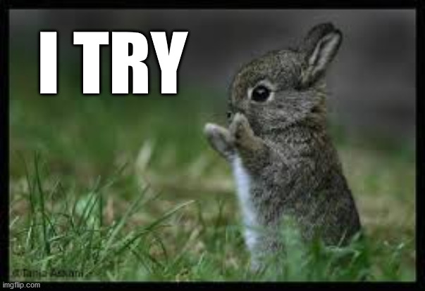 cute bunny | I TRY | image tagged in cute bunny | made w/ Imgflip meme maker