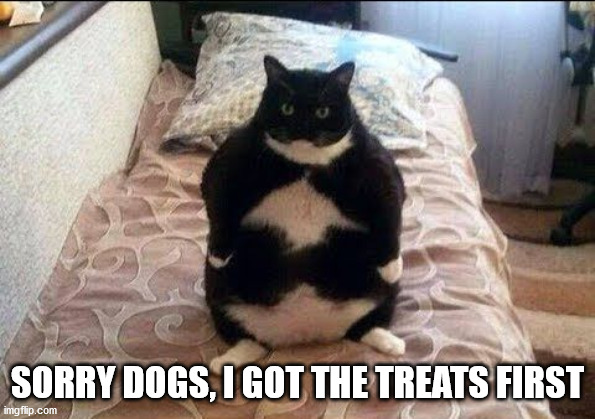 Chonki Babbie Hungy | SORRY DOGS, I GOT THE TREATS FIRST | image tagged in chonki babbie hungy | made w/ Imgflip meme maker