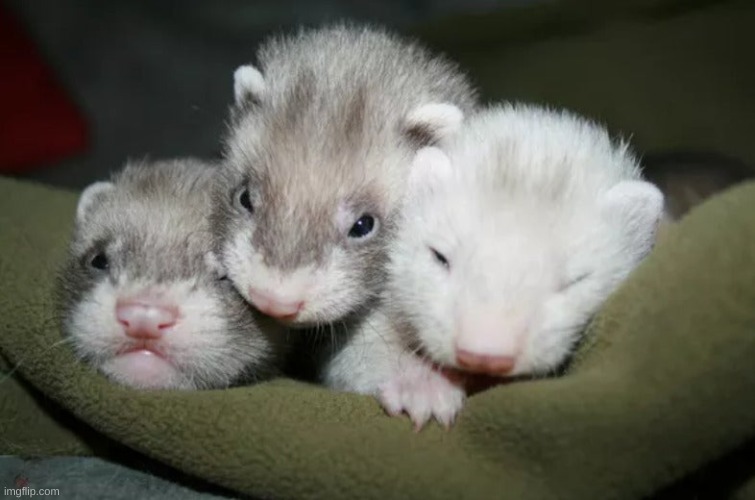 Baby Ferret | made w/ Imgflip meme maker
