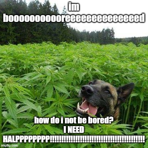 Is it legal to make laws? I need a lawyer. No, wait, I NEED HEEEEEEEELPPPPPP!!!!!!! MENTAL ONE!!! | im booooooooooreeeeeeeeeeeeeed; how do i not be bored? I NEED HALPPPPPPPP!!!!!!!!!!!!!!!!!!!!!!!!!!!!!!!!!!!!!!!!! | image tagged in marijuana dog | made w/ Imgflip meme maker