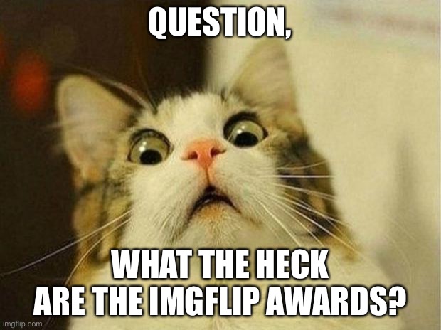 Scared Cat | QUESTION, WHAT THE HECK ARE THE IMGFLIP AWARDS? | image tagged in memes,scared cat | made w/ Imgflip meme maker