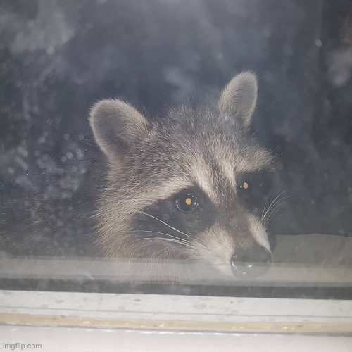 Peeping Tom | image tagged in peeping tom | made w/ Imgflip meme maker