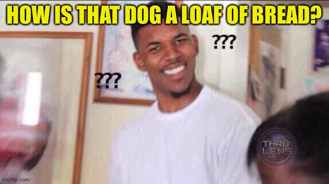 Black guy confused | HOW IS THAT DOG A LOAF OF BREAD? | image tagged in black guy confused | made w/ Imgflip meme maker