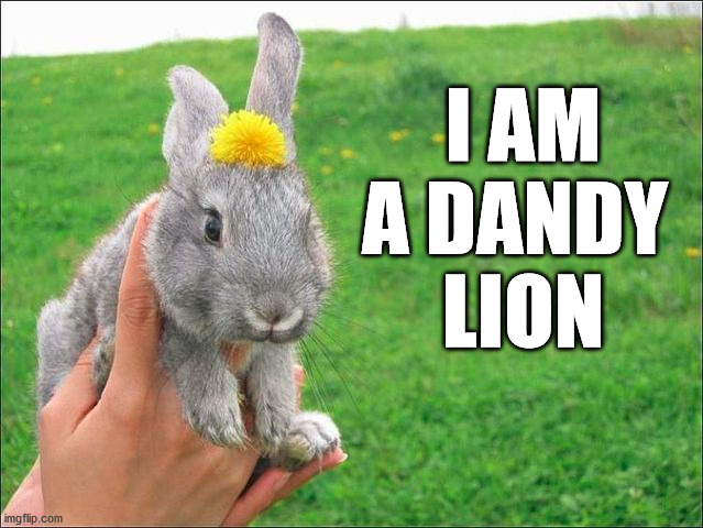 I AM A DANDY 
LION | made w/ Imgflip meme maker