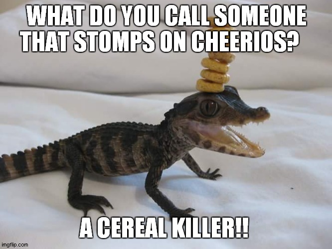 Baby Alligator with Cherios on its head | WHAT DO YOU CALL SOMEONE THAT STOMPS ON CHEERIOS? A CEREAL KILLER!! | image tagged in baby alligator with cherios on its head | made w/ Imgflip meme maker