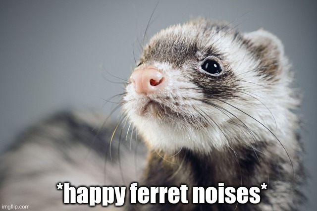 Yay! Foxy... Is Gonna Live! | *happy ferret noises* | image tagged in happy ferret | made w/ Imgflip meme maker