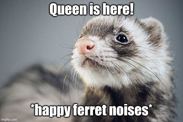 My God I Loved Making This Temp | Queen is here! *happy ferret noises* | image tagged in happy ferret | made w/ Imgflip meme maker