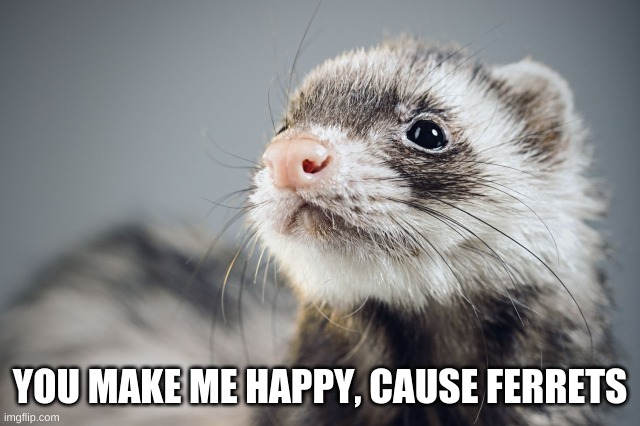 Happy Ferret | YOU MAKE ME HAPPY, CAUSE FERRETS | image tagged in happy ferret | made w/ Imgflip meme maker