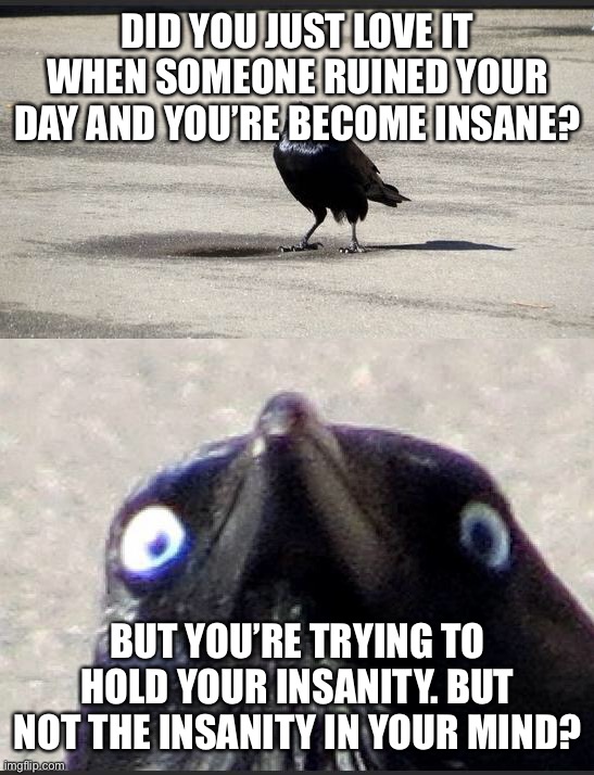 insanity crow | DID YOU JUST LOVE IT WHEN SOMEONE RUINED YOUR DAY AND YOU’RE BECOME INSANE? BUT YOU’RE TRYING TO HOLD YOUR INSANITY. BUT NOT THE INSANITY IN YOUR MIND? | image tagged in insanity crow | made w/ Imgflip meme maker