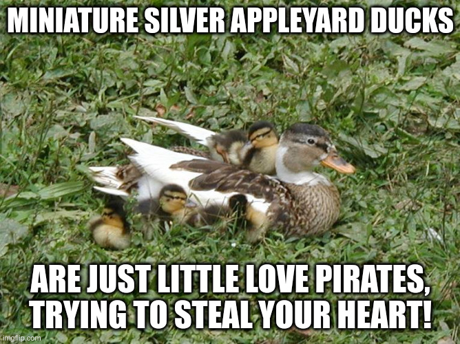 Miniature Ducks | MINIATURE SILVER APPLEYARD DUCKS; ARE JUST LITTLE LOVE PIRATES, TRYING TO STEAL YOUR HEART! | image tagged in funny meme | made w/ Imgflip meme maker