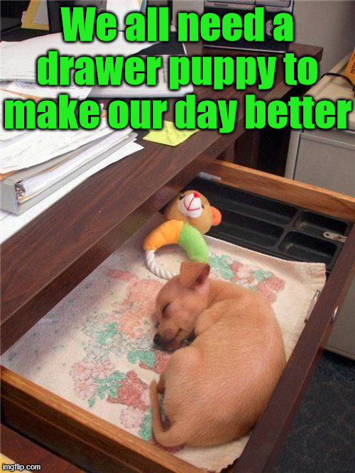 We all need a drawer puppy to make our day better | image tagged in dogs | made w/ Imgflip meme maker