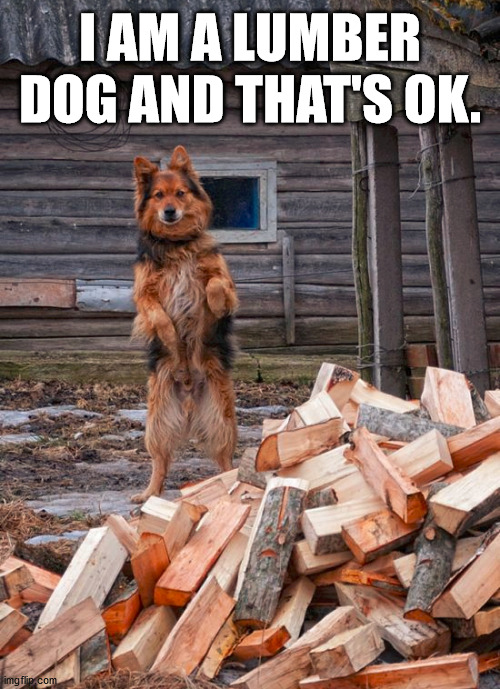 I AM A LUMBER DOG AND THAT'S OK. | image tagged in dogs | made w/ Imgflip meme maker