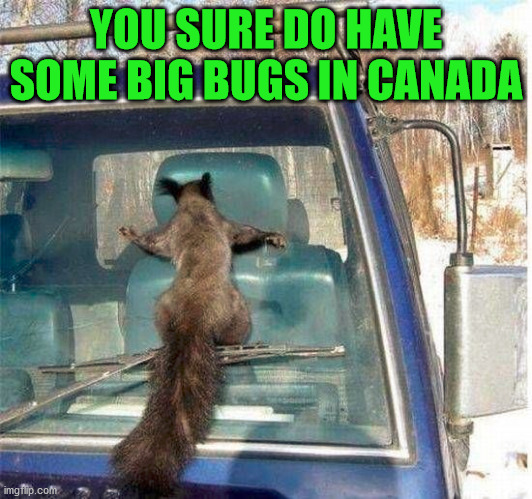 YOU SURE DO HAVE SOME BIG BUGS IN CANADA | image tagged in canada | made w/ Imgflip meme maker
