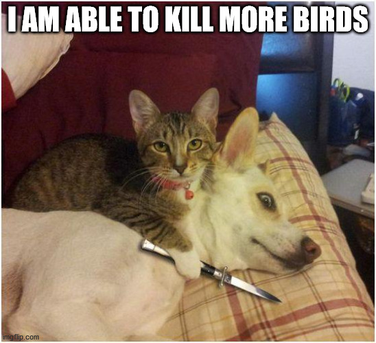 Warning killer cat | I AM ABLE TO KILL MORE BIRDS | image tagged in warning killer cat | made w/ Imgflip meme maker