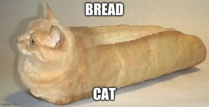 . | BREAD; CAT | image tagged in um,bread cat | made w/ Imgflip meme maker