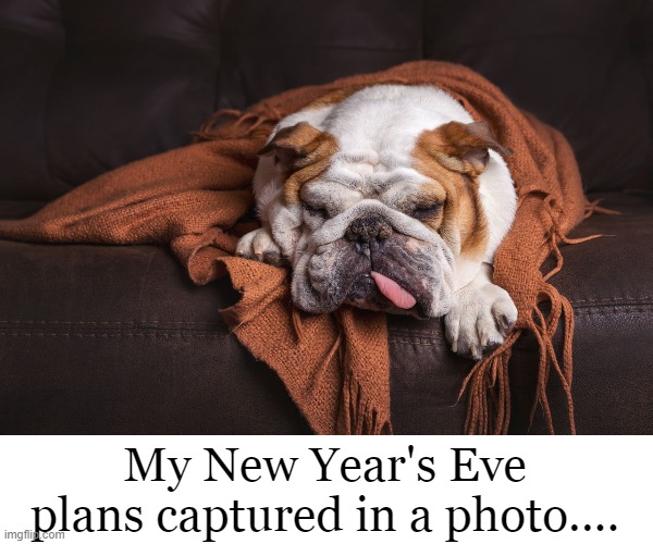 New Years 2021 | My New Year's Eve plans captured in a photo.... | image tagged in holidays,new years eve,dogs,funny dogs,funny meme | made w/ Imgflip meme maker