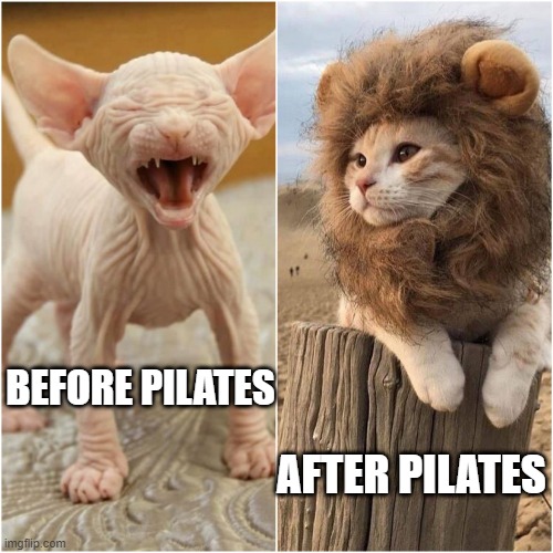 Pilates Cats | BEFORE PILATES; AFTER PILATES | image tagged in before and after pilates | made w/ Imgflip meme maker