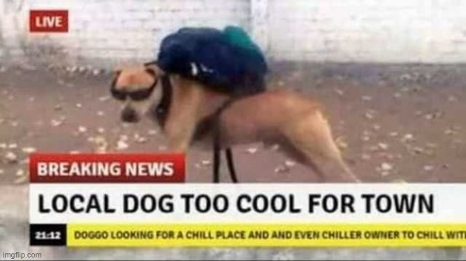 local dog too cool | image tagged in local dog too cool | made w/ Imgflip meme maker