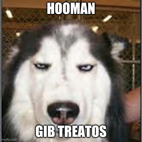 original pissed off husky | HOOMAN; GIB TREATOS | image tagged in original pissed off husky | made w/ Imgflip meme maker