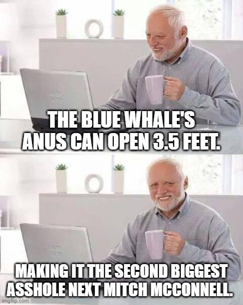 Hide the Pain Harold Meme | THE BLUE WHALE'S ANUS CAN OPEN 3.5 FEET. MAKING IT THE SECOND BIGGEST ASSHOLE NEXT MITCH MCCONNELL. | image tagged in memes,hide the pain harold | made w/ Imgflip meme maker