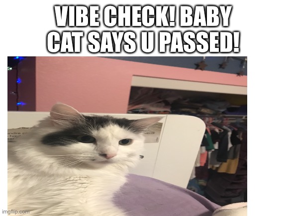 Have a great day | VIBE CHECK! BABY CAT SAYS U PASSED! | image tagged in cats,good day,vibe check,i love you | made w/ Imgflip meme maker