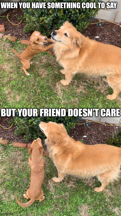WHEN YOU HAVE SOMETHING COOL TO SAY; BUT YOUR FRIEND DOESN’T CARE | image tagged in memes,dog,dogs,friendship | made w/ Imgflip meme maker