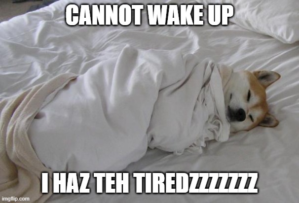 sleepy dog |  CANNOT WAKE UP; I HAZ TEH TIREDZZZZZZZ | image tagged in sleepy dog | made w/ Imgflip meme maker