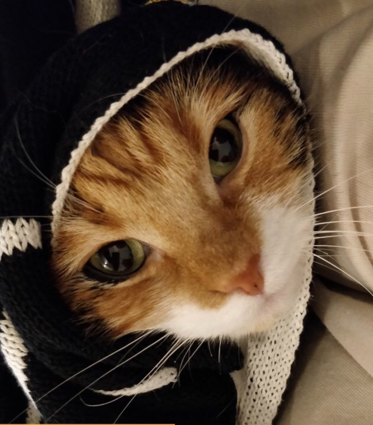 Babushka Cat Blank Meme Template