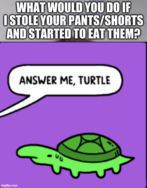 *wheeze* | image tagged in answer me turtle | made w/ Imgflip meme maker