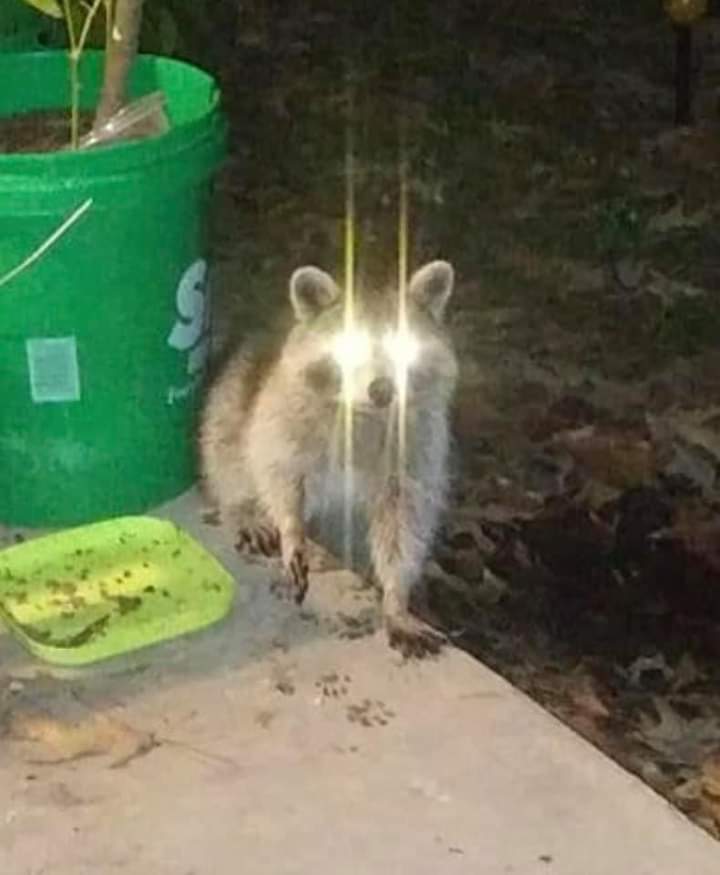 Woketrashpanda Blank Meme Template