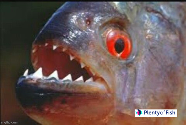 piranha | image tagged in piranha | made w/ Imgflip meme maker
