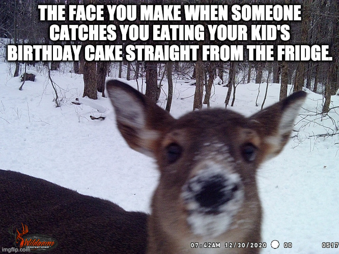 Deer Face | THE FACE YOU MAKE WHEN SOMEONE CATCHES YOU EATING YOUR KID'S BIRTHDAY CAKE STRAIGHT FROM THE FRIDGE. | image tagged in deer | made w/ Imgflip meme maker