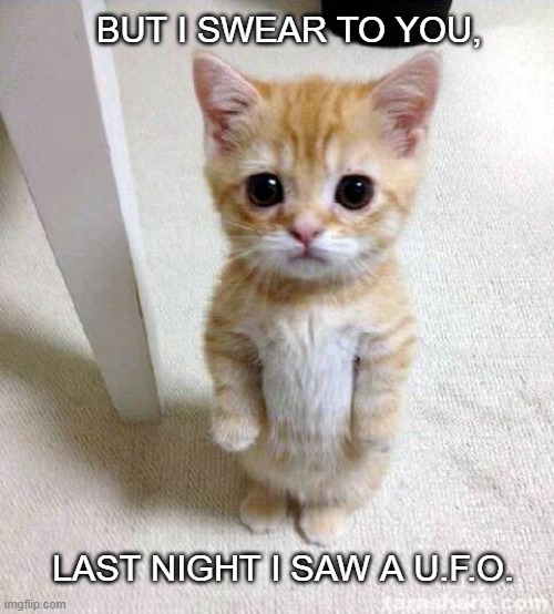 I promise... |  BUT I SWEAR TO YOU, LAST NIGHT I SAW A U.F.O. | image tagged in cute cat,funny,ufo,meme,cute | made w/ Imgflip meme maker