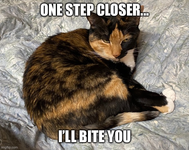 Kitty on quilt | ONE STEP CLOSER... I’LL BITE YOU | image tagged in cat | made w/ Imgflip meme maker