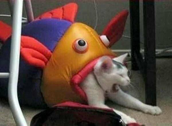 Fish eating cat Blank Meme Template