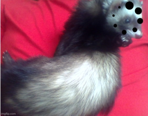 Ferret loading | image tagged in ferret loading | made w/ Imgflip meme maker