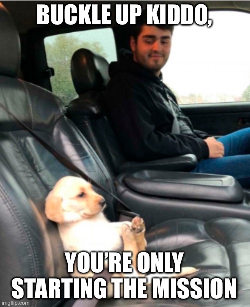 Buckled up pupper | BUCKLE UP KIDDO, YOU’RE ONLY STARTING THE MISSION | image tagged in buckled up pupper | made w/ Imgflip meme maker