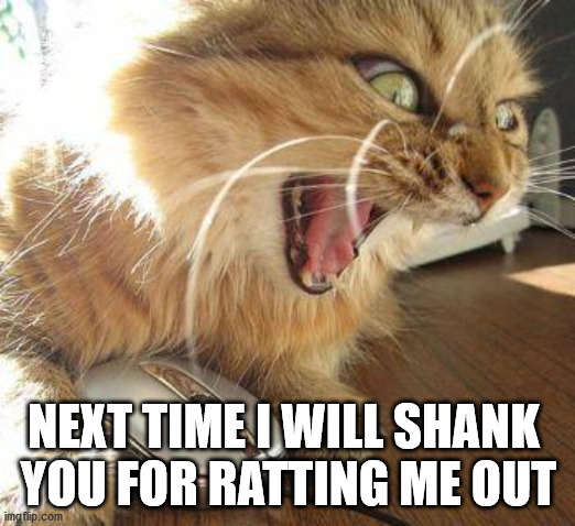 angry cat | NEXT TIME I WILL SHANK 
YOU FOR RATTING ME OUT | image tagged in angry cat | made w/ Imgflip meme maker
