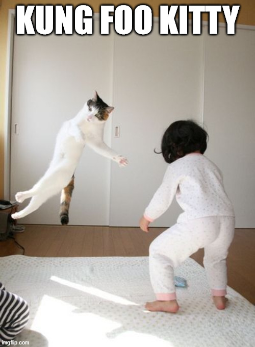 KUNG FOO KITTY | image tagged in cats | made w/ Imgflip meme maker