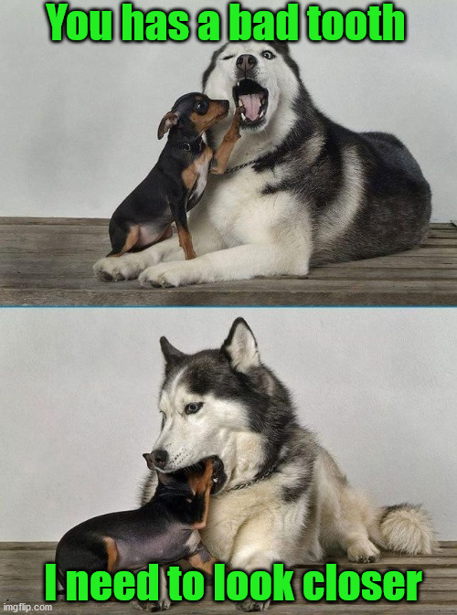 You has a bad tooth; I need to look closer | image tagged in dogs | made w/ Imgflip meme maker