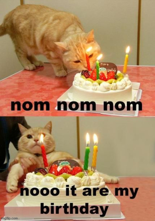 image tagged in cats | made w/ Imgflip meme maker