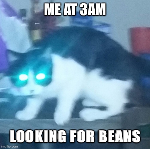 BEANS | ME AT 3AM; LOOKING FOR BEANS | image tagged in beans,cat,3am | made w/ Imgflip meme maker