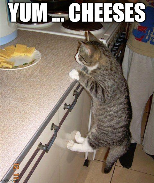 YUM ... CHEESES | image tagged in cats | made w/ Imgflip meme maker